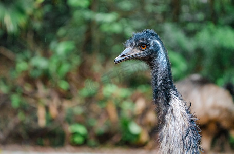 珍稀动物鸟类鸵鸟自然摄影图配图