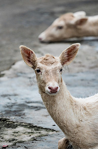 小羊保护动物自然生态摄影图配图