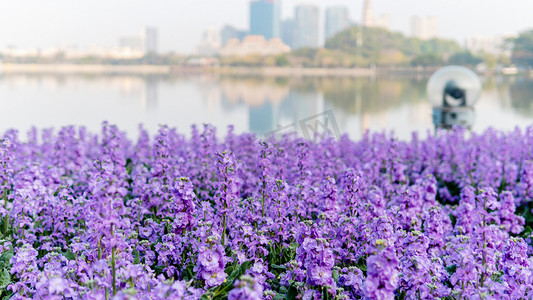 紫色背景图摄影照片_浪漫紫罗兰春季花公园赏花摄影图配图