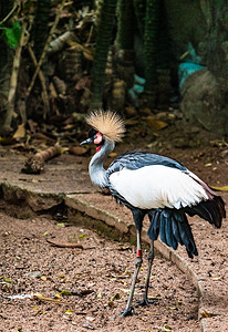 灰冠鹤动物鸟类珍稀动物自然摄影图配图