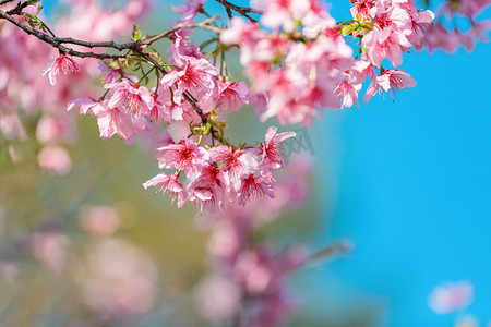 樱花花朵公园赏花摄影图配图