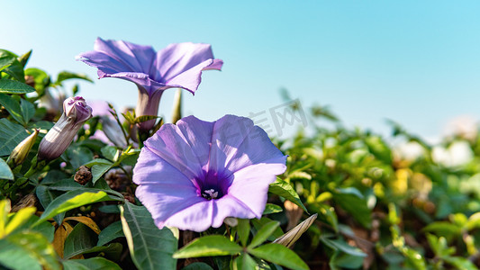 背景紫色花摄影照片_牵牛花春花朵公园赏花摄影图配图