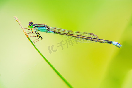 昆虫叶子摄影照片_白天户外一只蜻蜓停留在植物叶子上摄影图配图