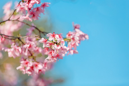 樱花旅游海报摄影照片_广州樱花白天樱花公园赏花摄影图配图