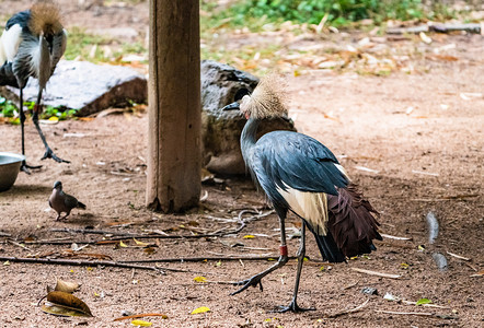 灰冠鹤鸟类珍稀动物自然摄影图配图
