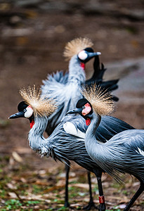 鸟类珍稀动物生态灰冠鹤摄影图配图