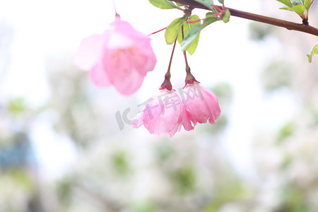 海棠花春天花花园开花摄影图配图