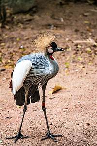 动物灰冠鹤鸟类珍稀动物自然摄影图配图
