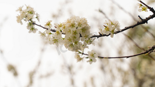 春天开花二月梨花园林开放摄影图配图