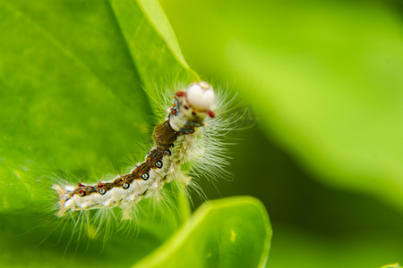 绿叶植物户外摄影照片_白天·户外一条毛毛虫在绿叶上停留摄影图配图