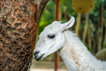 大自然生态保护动物羊驼摄影图配图