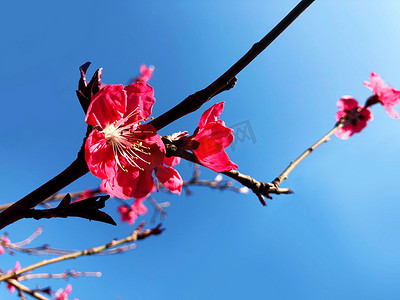 梅花春天梅花花园开花摄影图配图