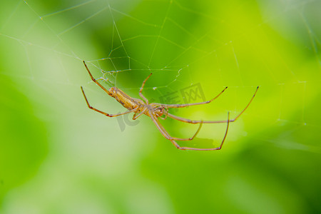结网蜘蛛摄影照片_白天户外一只小蜘蛛在结网觅食摄影图配图