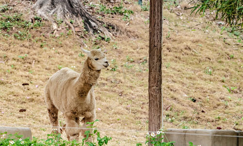 羊驼自然动物保护野生摄影图配图