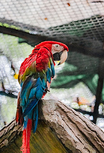鹦鹉鸟类保护动物自然摄影图配图