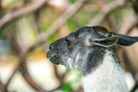 保护动物自然羊驼野生摄影图配图