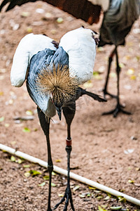 珍稀动物鸟类自然灰冠鹤动物摄影图配图