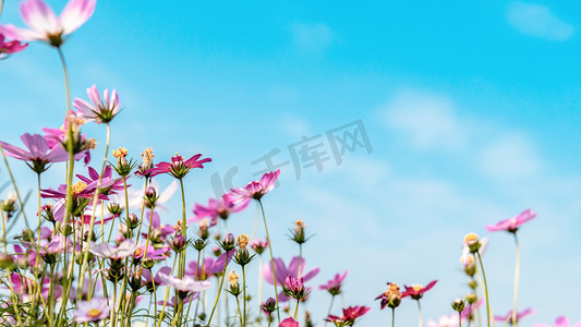 背景立春摄影照片_格桑花春天花朵公园赏花摄影图配图