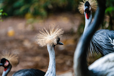 鸟类动物珍稀生态灰冠鹤摄影图配图