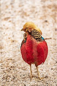 锦鸡摄影照片_动物禽类锦鸡保护动物自然摄影图配图