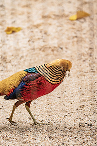 禽类锦鸡动物保护大自然摄影图配图