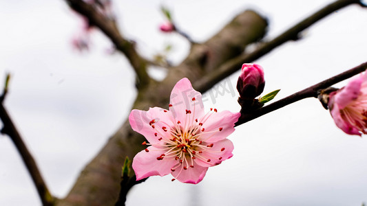 花朵枝头摄影照片_桃花开放春天二月枝头桃花盛开摄影图配图