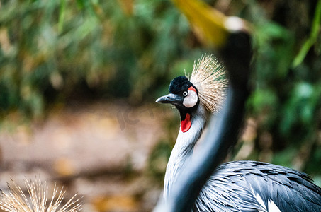 冠鹤摄影照片_动物生态自然鸟类灰冠鹤摄影图配图