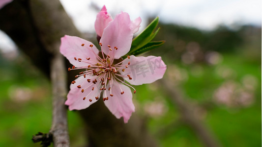 桃树开花摄影照片_桃花开了春天桃树桃园开花摄影图配图