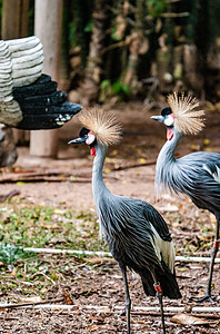 灰冠鹤鸟类珍稀动物生态自然摄影图配图