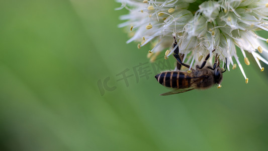 采蜂蜜摄影照片_蜜蜂采蜜白天蜜蜂菜地采蜜摄影图配图