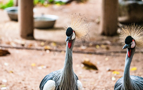 鸟类珍稀动物灰冠鹤自然摄影图配图