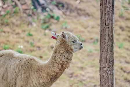 动物羊驼大自然保护动物野生摄影图配图