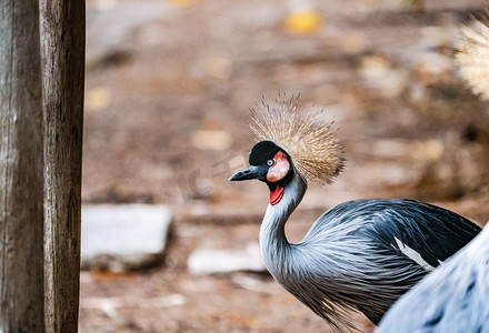 冠鹤摄影照片_鸟类动物珍稀灰冠鹤自然生态摄影图配图