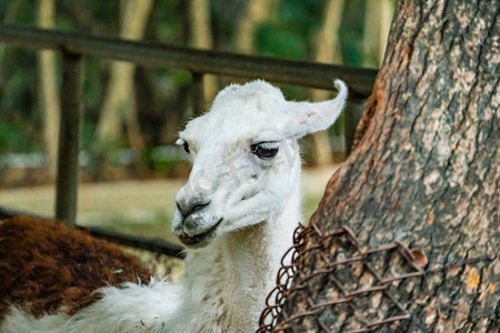 动物羊驼特色野生自然摄影图配图