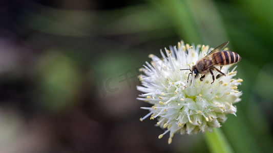 二十四惊蛰摄影照片_蜜蜂白天蜜蜂菜地采蜜摄影图配图