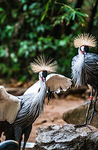 冠鹤摄影照片_灰冠鹤鸟类珍稀动物大自然摄影图配图
