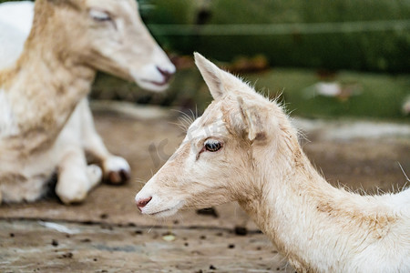保护动物羊自然小羊摄影图配图
