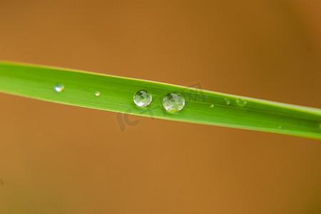 白天户外下雨后植物叶子上的露珠摄影图配图