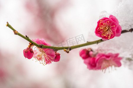 梅花白天红梅花枝梅园赏梅摄影图配图