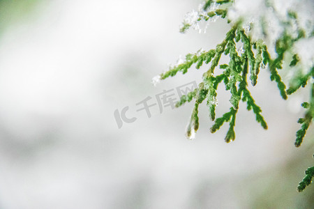 雪压树枝摄影照片_雪景白天树枝积雪室外赏雪摄影图配图