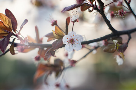 春天梅摄影照片_花瓣下午花朵自然特写摄影图配图