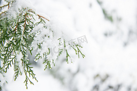 雪景白天树枝上的积雪室外赏雪摄影图配图