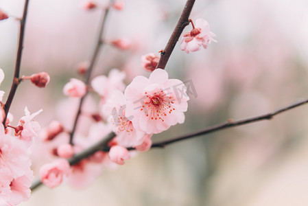 粉色斑点花纹摄影照片_植物花白天冬季梅花室外枝头盛开绽放摄影图配图
