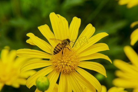 小雏菊花田摄影照片_白天户外一只小蜜蜂在菊花上采蜜摄影图配图