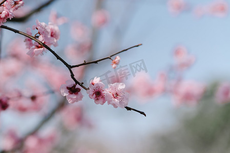 性孔梅花摄影照片_植物花冬季梅花枝头绽放摄影图配图