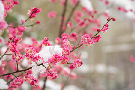 红梅白天白雪梅花梅园赏梅摄影图配图