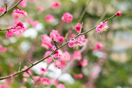 梅花白天盛开的红梅花树梅园游园摄影图配图