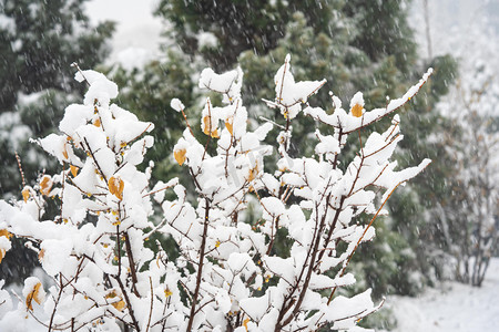 冬季雪景白天雪景树枝室外雪景摄影图配图