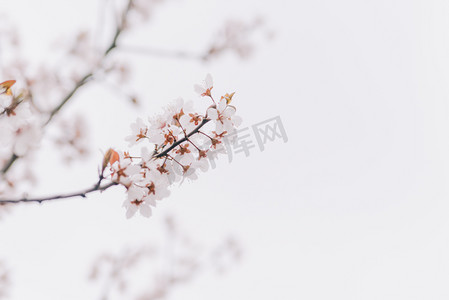 植物花早春樱花枝头晴天盛开摄影图配图