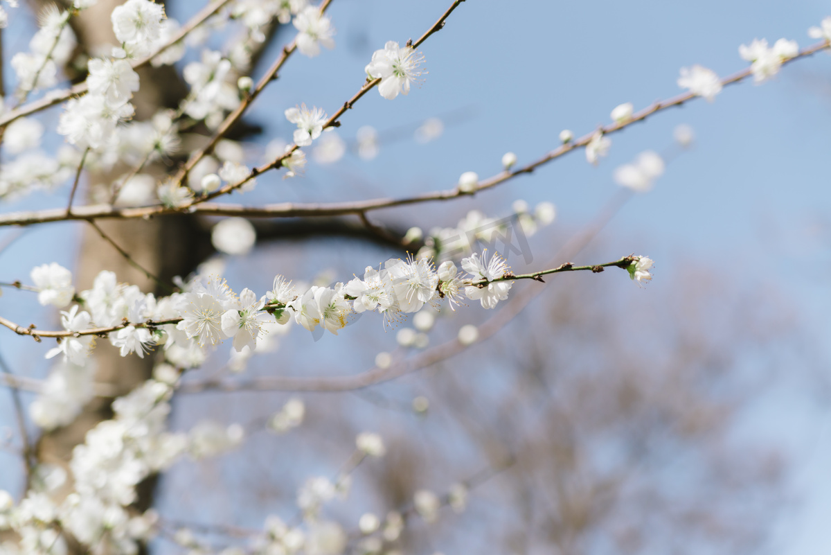 植物花早春樱花枝头公园盛开摄影图配图高清摄影大图 千库网
